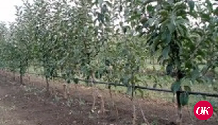 На Кубани в этом году заложат более 1,5 тыс.га молодых садов