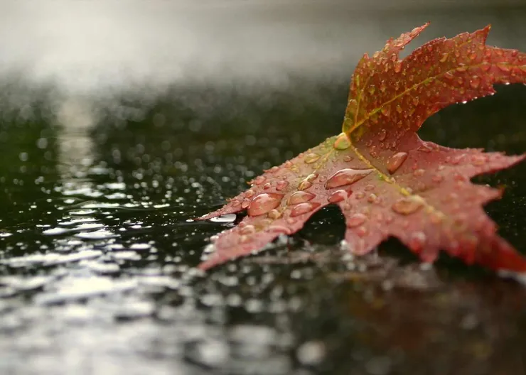 https://ognikubani.ru/wp-content/uploads/2020/09/Nature___Seasons___Autumn_Autumn_leaf_lying_in_the_rain_094986_