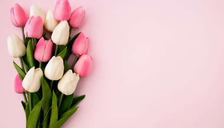 tulips-bouquet-pink-background-with-copyspace