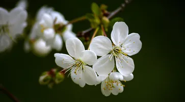 https://ognikubani.ru/wp-content/uploads/2020/04/800x1625