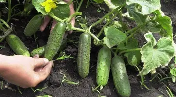 https://ognikubani.ru/wp-content/uploads/2022/07/skolko-rastut-ogurcy-1_1