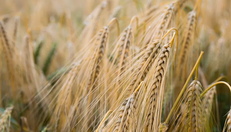 https://ognikubani.ru/wp-content/uploads/2020/06/agriculture-barley-blur-close-up-countryside-cropland-crops-farm-farmland-field-gold-grains-grass-growth-harvest-landscape-outdoors-plants-rural-rye-seeds-straw-wheat-wheat-field-1490549