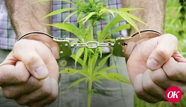 На территории района полицейские уничтожили 25 кустов дикорастущей конопли