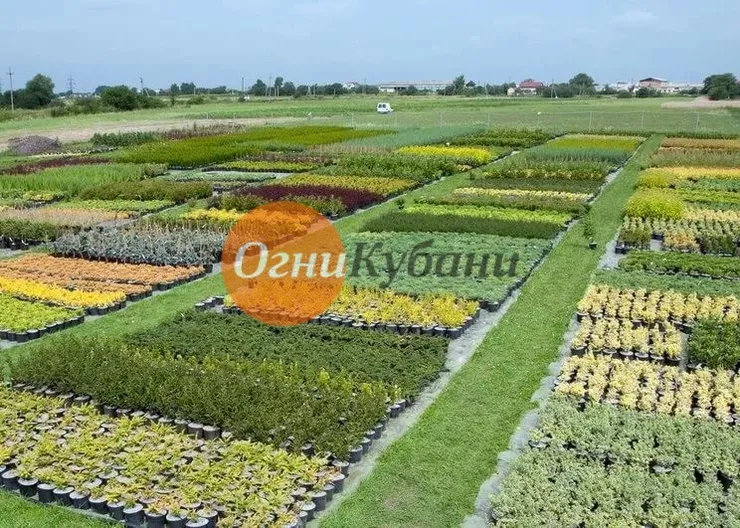 https://ognikubani.ru/wp-content/uploads/2019/10/i_11111
