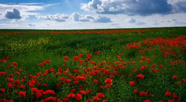 https://ognikubani.ru/wp-content/uploads/2020/06/ws_Great_Poppy_Field__Cloudy_Sky_1920x1200