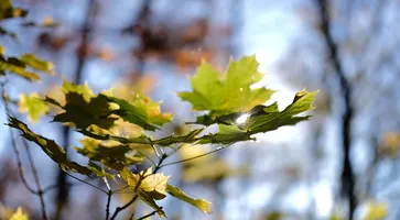 photo_5449545387129037038_w