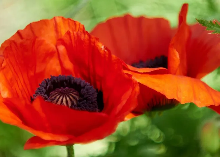 https://ognikubani.ru/wp-content/uploads/2022/07/kathy-FeGvWDMimL4-unsplash-1300x918_1