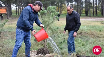 В сосновом бору Кропоткина высажены сосны