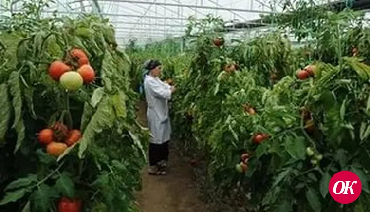 Овощной интерес