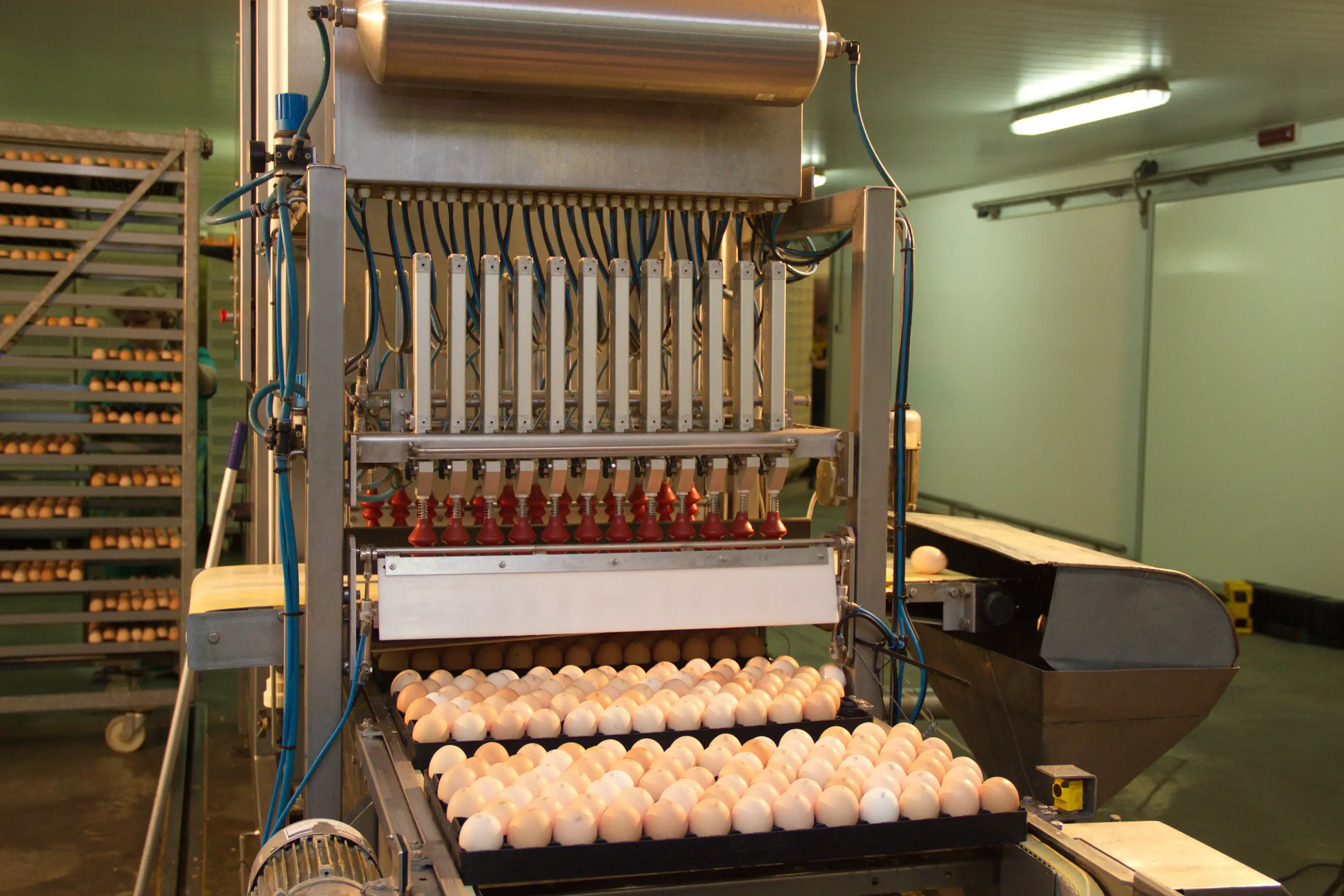 Сборка инкубационного яйца ведется автоматически.