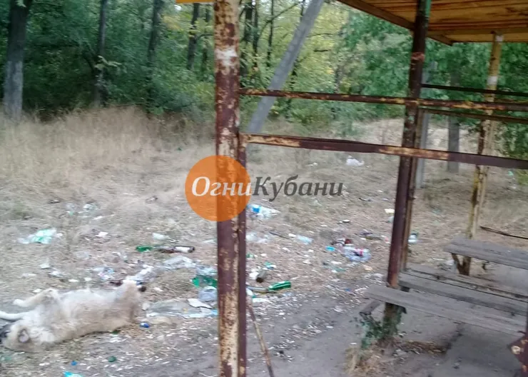 https://ognikubani.ru/wp-content/uploads/2019/10/WhatsApp-Image-2019-10-08-at-13.30.50