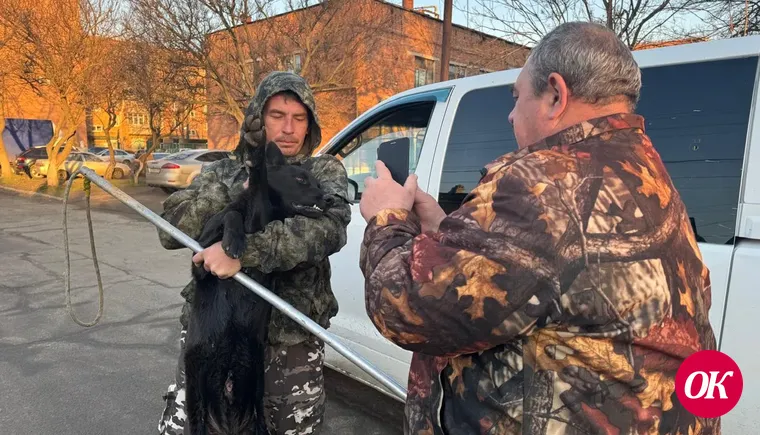 В Кропоткине идет отлов бродячих собак