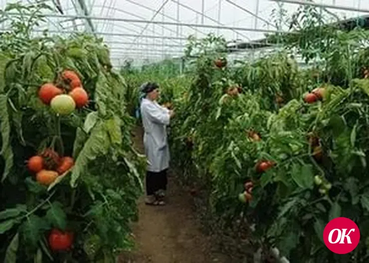 Овощной интерес
