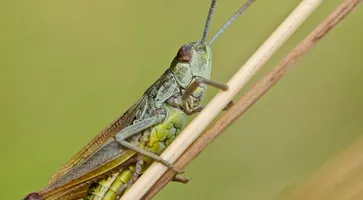 https://ognikubani.ru/wp-content/uploads/2020/07/desert-locust-1872060_1280