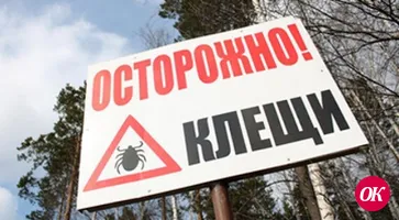 На Кубани более 230 человек пострадали от укусов клещей