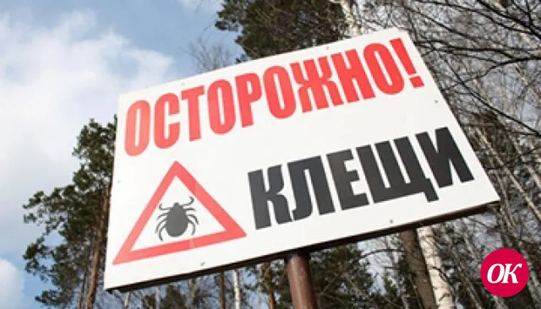 На Кубани более 230 человек пострадали от укусов клещей