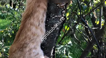 https://ognikubani.ru/wp-content/uploads/2019/11/WhatsApp-Image-2019-11-06-at-21.12.12