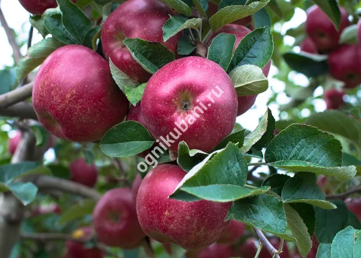 https://ognikubani.ru/wp-content/uploads/2019/11/732309fc5329f1fbfdc13ebbae591b4b