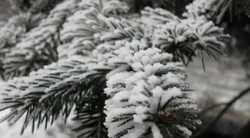 https://ognikubani.ru/wp-content/uploads/2020/12/fonstola.ru_115259_2560x1600