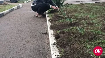 Нарциссы и тюльпаны высадили на клумбах поселка Мирского
