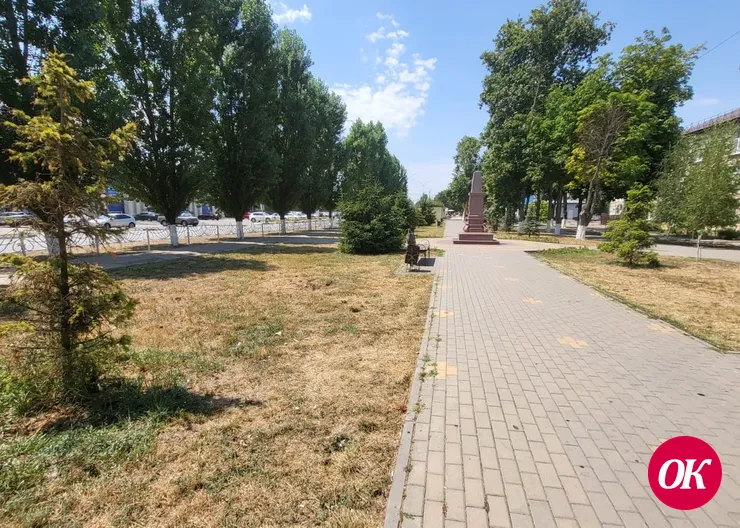 Несколько елей в городском сквере засохли