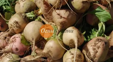 https://ognikubani.ru/wp-content/uploads/2019/09/i-4