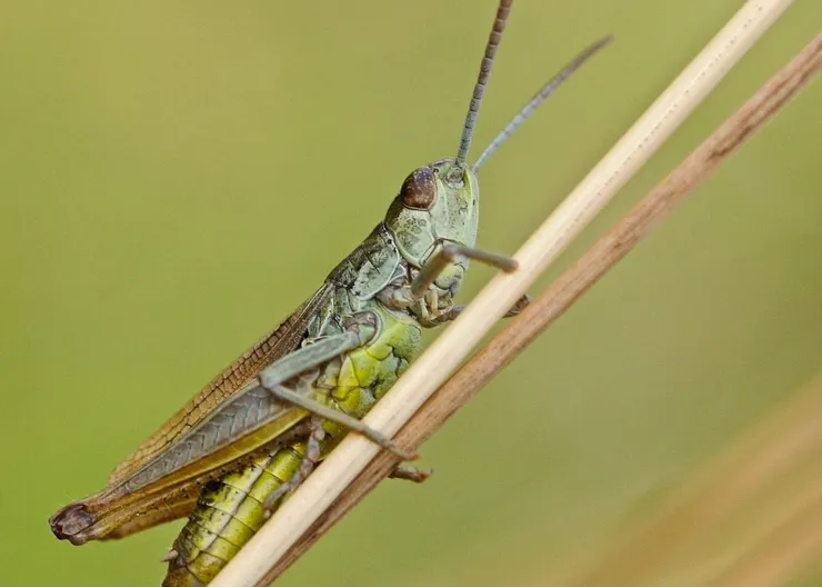 https://ognikubani.ru/wp-content/uploads/2020/07/desert-locust-1872060_1280