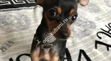 https://ognikubani.ru/wp-content/uploads/2019/11/82ed4266-3338-42e4-a0df-a74be155ddd7