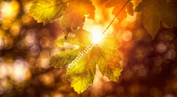 https://ognikubani.ru/wp-content/uploads/2019/11/Autumn_Closeup_Foliage_449129