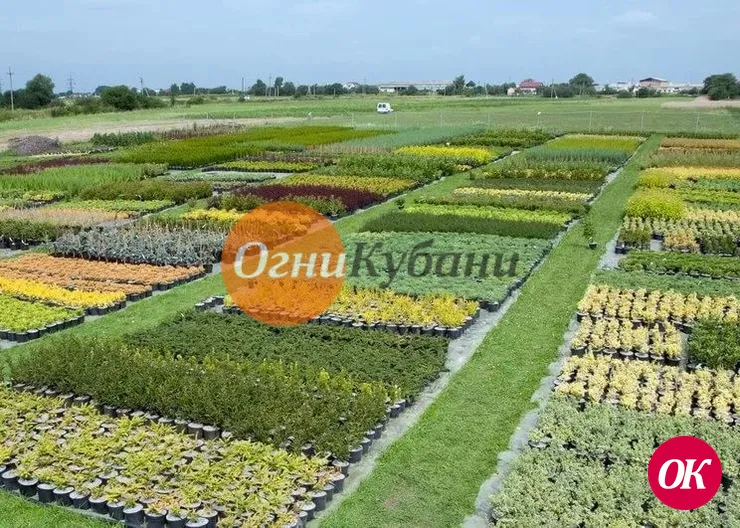 На Кубани планируют создать краевой реестр питомников декоративных культур