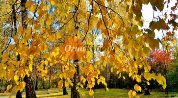 https://ognikubani.ru/wp-content/uploads/2019/09/7355c7578613a9e788a920a27e9a76f6