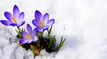 https://ognikubani.ru/wp-content/uploads/2021/02/nastol.com_.ua-130235