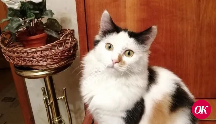 Примите в дом красивую кошку