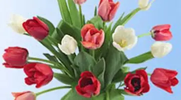 http://www.ognikuban.tw1.ru/wp-content/uploads/2015/03/73.3.buketik_sof0e