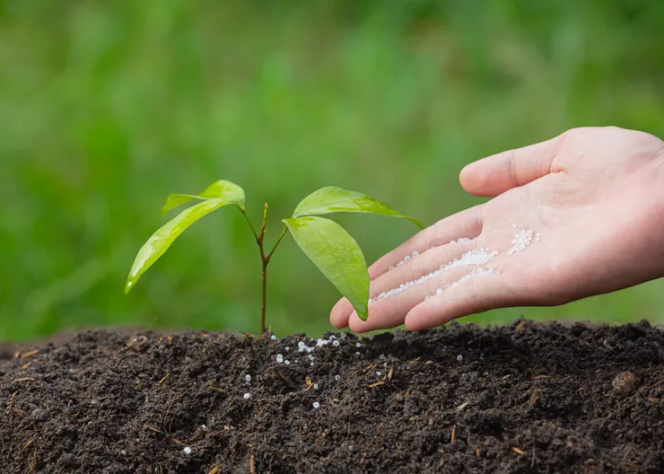 https://ognikubani.ru/wp-content/uploads/2023/03/close-up-picture-of-hand-holding-planting-the-sapling-of-the-plant