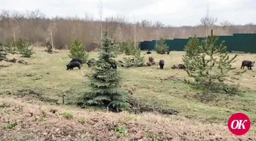 Лес важно не только сохранять, но и приумножать, потому лесокультурный фонд Кавказского лесничества постоянно пополняется молодняком