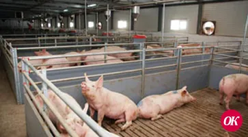 Ветеринарные правила содержания свиней в целях их воспроизводства, выращивания и реализации в хозяйствах граждан, в том числе в личных подсобных хозяйствах и крестьянских (фермерских) хозяйствах (утверждены приказом Министерства сельского хозяйства РФ от