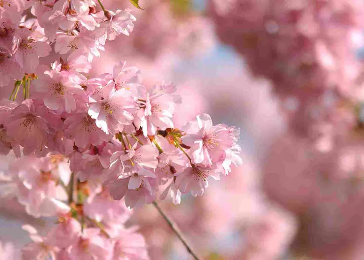 https://ognikubani.ru/wp-content/uploads/2020/04/rozovye-cvety-vesna-vetvi-nebo