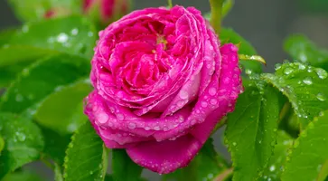 https://ognikubani.ru/wp-content/uploads/2023/06/dew-plant-flower-petal-rose-pink-flora-petals-floribunda-macro-photography-blossomed-flowering-plant-garden-roses-rose-family-plant-stem-land-plant-rosa-centifolia-rose-order-733776