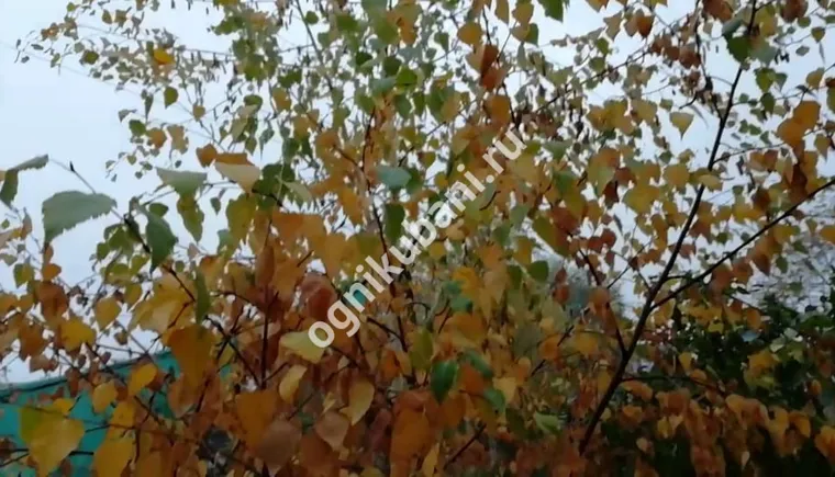 https://ognikubani.ru/wp-content/uploads/2019/10/WhatsApp-Image-2019-10-30-at-09.38.52