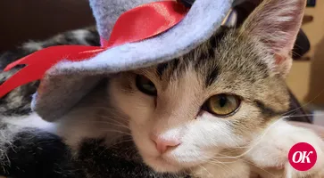 Сказка про славного кота Вильяма и его жизнь