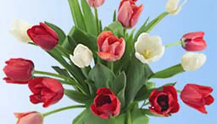 http://www.ognikuban.tw1.ru/wp-content/uploads/2015/03/73.3.buketik_sof0e