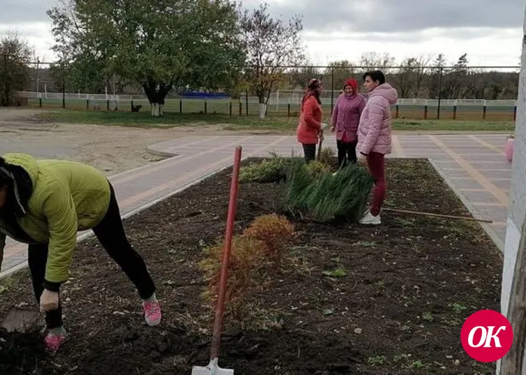 Работники Дома культуры поселка им.М.Горького высадили более 15 кустов можжевельника