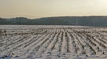 https://ognikubani.ru/wp-content/uploads/2019/12/R1_03_Snow_corn_field_SAE_20071202