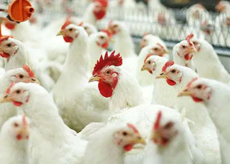 http://www.ognikuban.tw1.ru/wp-content/uploads/2016/05/poultry_chechen_region