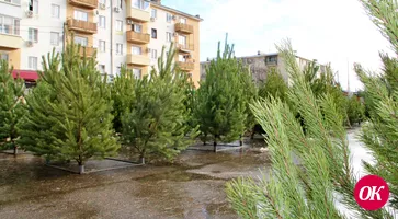 Новогодние уральские ели, удмуртские сосны и пихты из Дании можно купить в Кропоткине