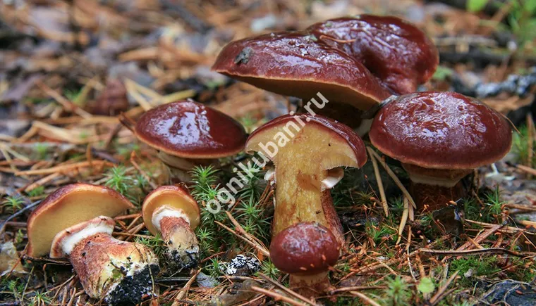 https://ognikubani.ru/wp-content/uploads/2019/11/Suillus-clintonianus-2011-08-22-3473-03-Nina-Filippova