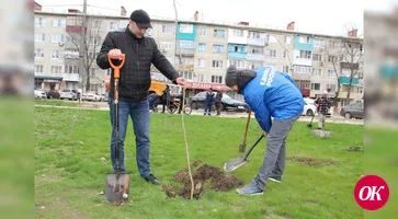 В Кропоткине высадят 35 саженцев ясеня и 20 — сафоры японской