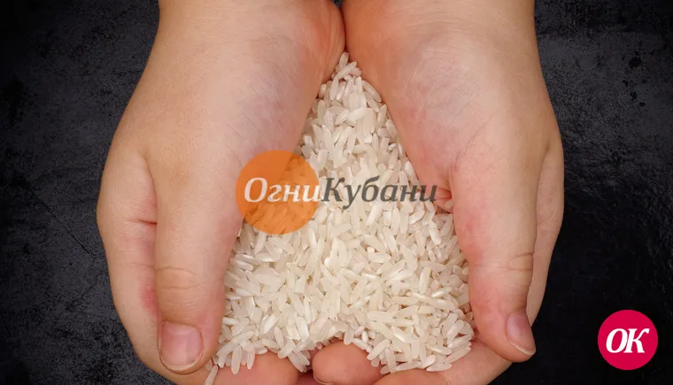 На Кубани — сезон риса