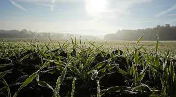 https://ognikubani.ru/wp-content/uploads/2020/11/cereals-1972789_1920